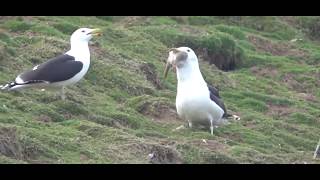 Seagull Swallows a Whole Rabbit on Welsh Island [upl. by Tanitansy554]