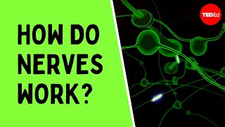 How do nerves work  Elliot Krane [upl. by Rosa750]