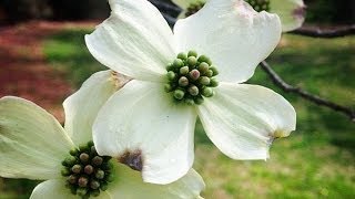 Dogwood Trees And Jesus [upl. by Beatrisa]