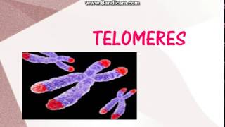 Telomeres and Neoplasia [upl. by Eitsrik939]