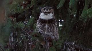 Great Horned Owl hoot [upl. by Marwin]