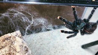 Tarantula Feeding  Guyana Pinktoe Avicularia avicularia 4 [upl. by Nyrrad]