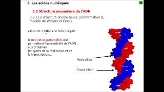 III 2 Structure secondaire de lADN [upl. by Kreda]