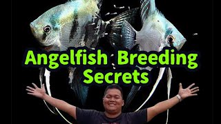 10 Tips on How to Breed Angelfish [upl. by Survance214]