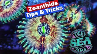 Zoanthids Tips and Tricks  Growing Fragging and selling zoas [upl. by Yatnoed]