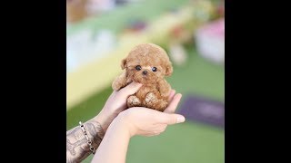 True Toy Poodle Teacup Dog [upl. by Drugi]