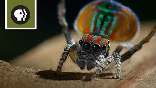 Peacock Spider Mating Dance [upl. by Thomey973]