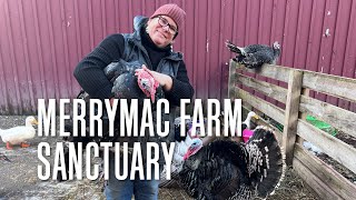 Merrymac Farm Sanctuary Stuck in Vermont 703 [upl. by Hpeosj]