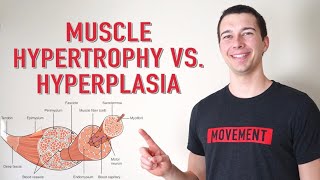 Muscle Hypertrophy vs Hyperplasia  How Muscle Grows [upl. by Stubbs669]