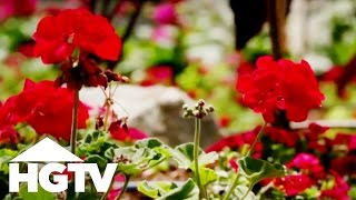 How to Plant Geraniums  Gardening Tips  HGTV [upl. by Madoc711]