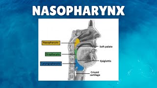 Nasopharynx Anatomy  Definition Location Boundaries Lymphatics Functions [upl. by Barolet392]