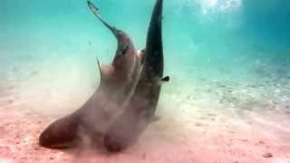 Blacktip Reef sharks mating in lagoon at Misool Eco Resort [upl. by Naletak]