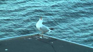 Two seagulls calling together [upl. by Lucania]