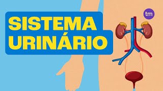 SISTEMA URINÁRIO e Suas Funções [upl. by Vanessa]