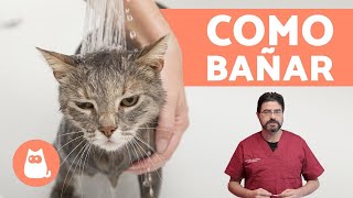 ¿Cómo bañar a un gato cachorro  ¡CONSEJOS VETERINARIOS [upl. by Pincus28]