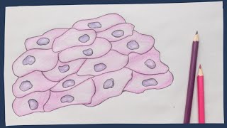 Epithelium the basics  Biology tutorial [upl. by Zonda]