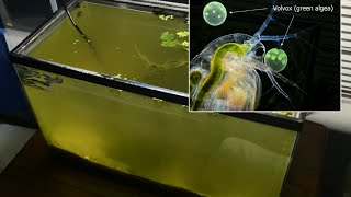 Raising Daphnia for the Freshwater Aquarium [upl. by Dalton]