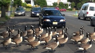 CRAZY CANADA GEESE [upl. by Llednov488]