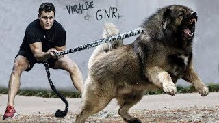 The 10 Strongest Shepherd Dog Breeds [upl. by Natsud360]