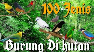 Burung hutanbird of Indonesia [upl. by Eem]