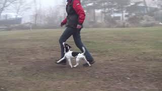 Parson Russell Terrier Obedience Unterordnung [upl. by Persis]