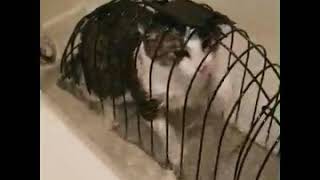 Owner drown cat in cage in tub full of 💦💦💦 [upl. by Garling541]