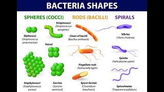 Microbiology of Bacterial Morphology amp Shape [upl. by Swee]