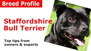 Staffordshire Bull Terrier Dog Breed Guide [upl. by Koran]