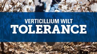 Understanding Verticillium Wilt [upl. by Martinelli]