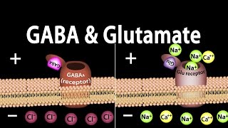 Neuroscience Basics GABA and Glutamate Animation [upl. by Lehctim72]