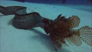 Eel vs Lionfish GoPro  Cozumel Mexico [upl. by Dannye]