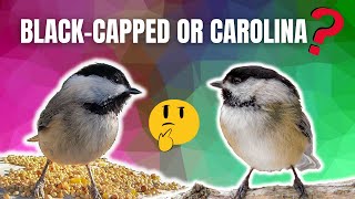 How to Spot the DIFFERENCE  CAROLINA and BLACK CAPPED Chickadees [upl. by Marilou807]