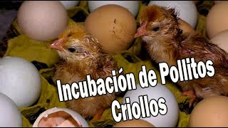 INCUBACIÓN Y CRIA DE POLLITOS CRIOLLOS [upl. by Zia]