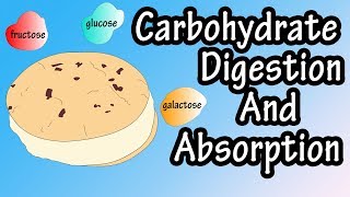 Carbohydrate Digestion And Absorption  Carbohydrate Metabolism [upl. by Gemmell899]