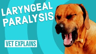 Laryngeal Paralysis in Dogs [upl. by Seton]