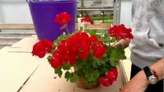 How to cut back pelargoniumsGeraniums [upl. by Neerac460]