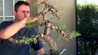 How To Bonsai  Bending large branches with Raffia [upl. by Oeak887]