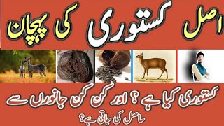 Kastori  Original Kasturi in Pakistan  کستوری  All About Deer Musk [upl. by Ahsiemak]