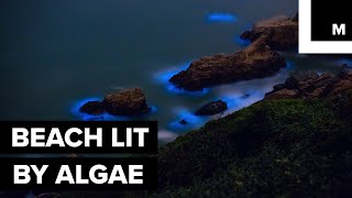 Glowing blue algae [upl. by Kind]