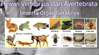 Hewan Vertebrata dan Avertebrata Invertebrata [upl. by Onahpets]