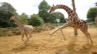 Giraffes walk gallop and play at ZSL Whipsnade Zoo [upl. by Nodnalb]