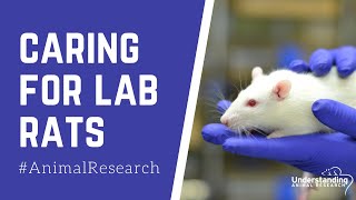 Caring for lab rats [upl. by Nicholle]