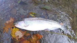 Erie Steelhead Tips and Techniques for Elk and Walnut Creek [upl. by Moretta]