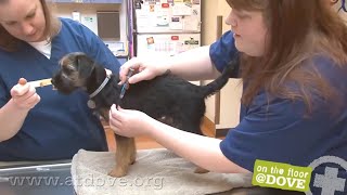 How to Administer Vaccines to Canine Patients [upl. by Amado]