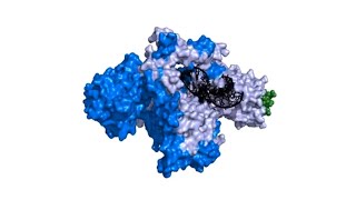 Telomerase in 3D [upl. by Ordnazil]