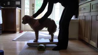 Hank Post Medial Patellar Luxation Surgery Week 5 [upl. by Canning]