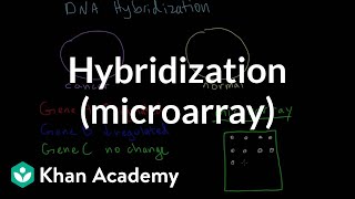 Hybridization microarray  Biomolecules  MCAT  Khan Academy [upl. by Doy456]