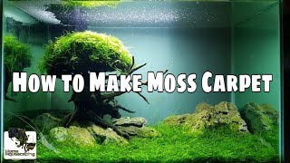 HOW TO Make Moss Carpet Membuat Aquascape水草造景 [upl. by Emlin]