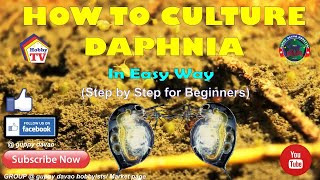 HOW TO CULTURE DAPHNIA In Easy Way [upl. by Limhaj]