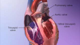 How a Healthy Heart Pumps Blood [upl. by Niklaus]